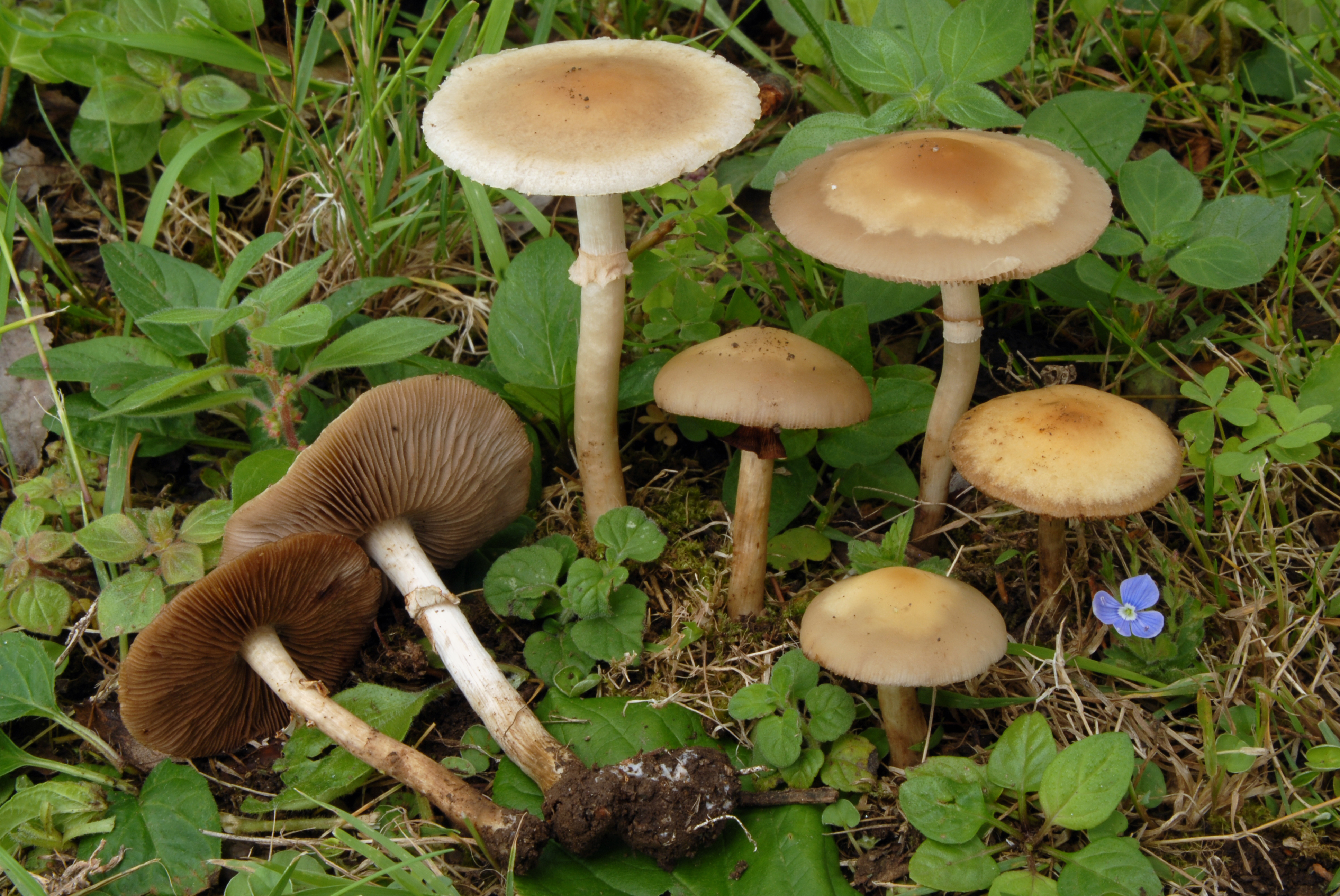 Foto Agrocybe praecox